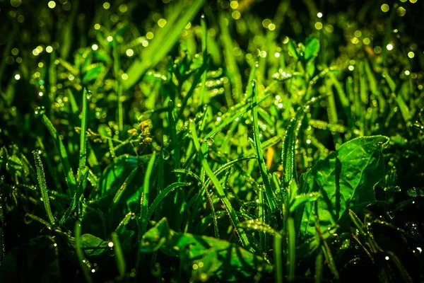 Drops Water Fall Grass Rain Sun Breaks Grass Abstract Background — Stock Photo, Image