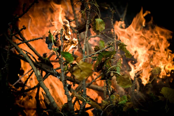 Ormanda yanan yeşil ağaçlar. Yakın plan. Doğayla ilgilen..