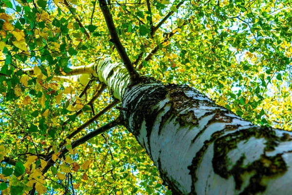 Ormandaki ağaçlar, aşağıdan görünen huş ağaçları sonbahar yapraklarının ince gövdeleri, gökyüzüne karşı ağaç tepeleri. Orman manzarası.