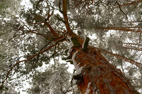 Belle Forêt Hiver Des Troncs Arbres Couverts Neige Paysage Hivernal — Photo