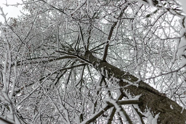 Paesaggio Invernale Bianco Nero Alberi Invernali Innevati Scena Una Giornata — Foto Stock