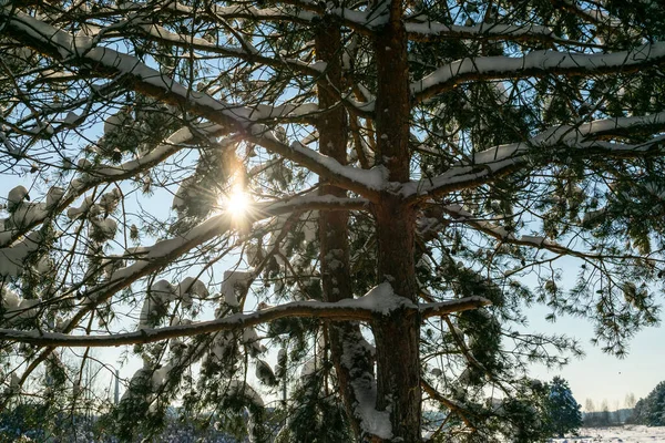 Kış Noel Çam cennet manzarası. Ormandaki yeşil ağaçlar karla kaplı, kar yağışı ve kar yağışı mavi bir gökyüzünde açık havada güneşli bir günde, mavi tonlarda..