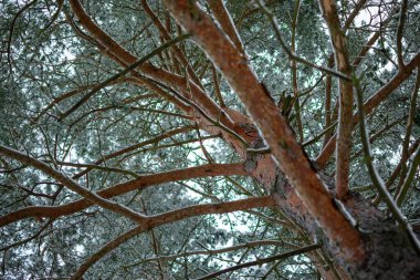 Güzel kış ormanı. Karla kaplı ağaç gövdeleri. Kış manzarası. Beyaz kar zemini ve ağaçları kaplıyor. Muhteşem bir atmosfer. Kar doğası. Açık hava çekimi. Seçici odak.