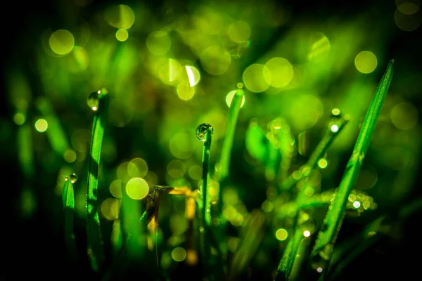 Yağmurdan sonra çimenlere bir damla su düşer. Güneş çimlerin arasından doğuyor. Soyut arkaplan. Bitki yapraklarının acı suyu. Boşluğu kopyala