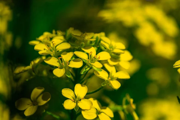 Sarı kır çiçekleri Kapalı, güneşli bir gün