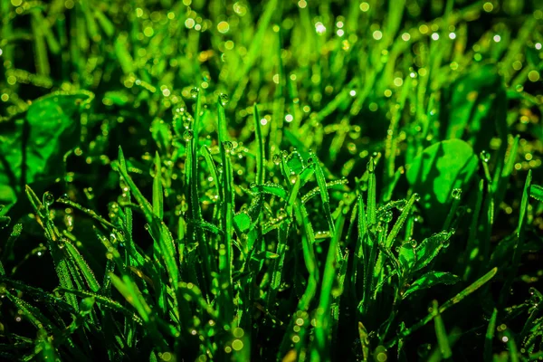 Yağmurdan sonra çimenlere bir damla su düşer. Güneş çimlerin arasından doğuyor. Soyut arkaplan. Bitki yapraklarının acı suyu. Boşluğu kopyala
