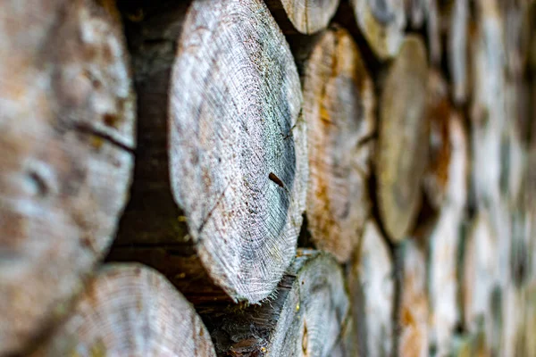 Bokeh 'le ahşap kütükler. Yakacak odunlar istiflenmiş. Kesilmiş ağaç gövdesi. Bir ağaç diliminin kesit dokusunu kes. Ahşap orman düzeni arka planı.