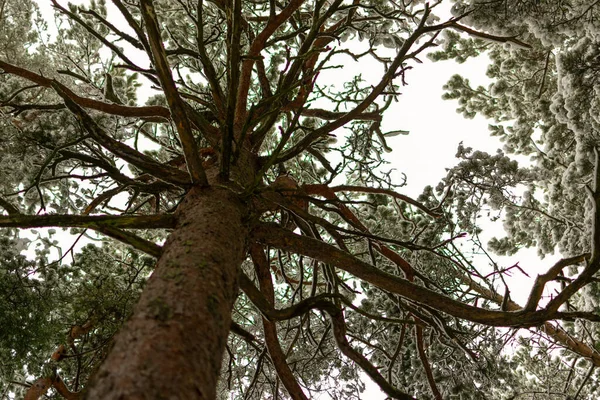 Schöner Winterwald Baumstämme Die Mit Schnee Bedeckt Sind Winterlandschaft Weißer — Stockfoto