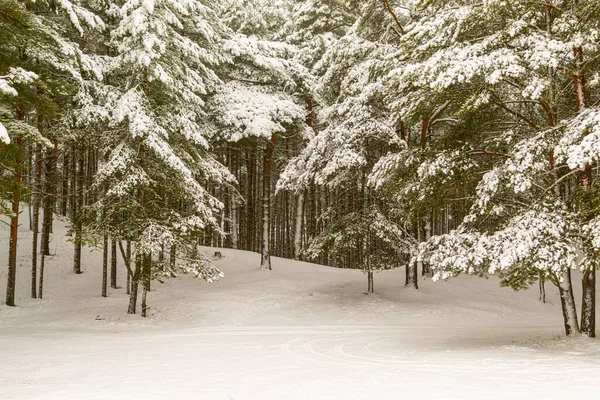Uzun çam ağaçları ve güzel karlı kozalaklı ağaçlarıyla karlı kış ormanı. Beyaz karlı patika ve karla kaplı ince dallar.