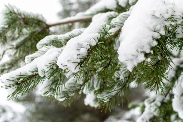 Snowy Winter Forest Tall Pines Beautiful Snowy Coniferous Trees White — Stock Photo, Image