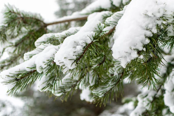 Foresta Invernale Innevata Con Pini Alti Belle Conifere Innevate Sentiero — Foto Stock