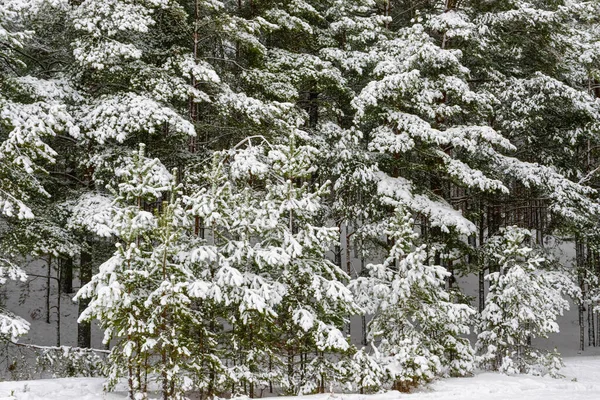 Uzun çam ağaçları ve güzel karlı kozalaklı ağaçlarıyla karlı kış ormanı. Beyaz karlı patika ve karla kaplı ince dallar.