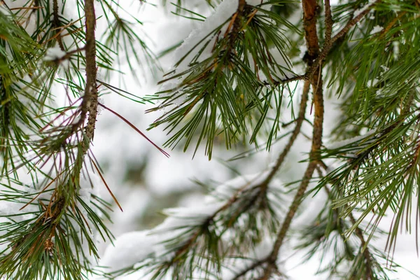 Foresta Invernale Innevata Con Pini Alti Belle Conifere Innevate Sentiero — Foto Stock