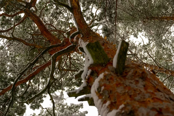 Bella Foresta Invernale Trunks Alberi Coperti Neve Paesaggio Invernale Biancaneve — Foto Stock