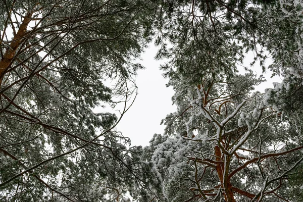 Foresta Invernale Innevata Con Pini Alti Belle Conifere Innevate Sentiero — Foto Stock