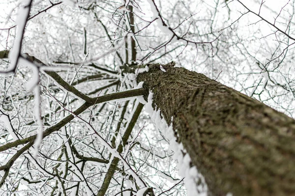 Paesaggio Invernale Bianco Nero Alberi Invernali Innevati Scena Una Giornata — Foto Stock