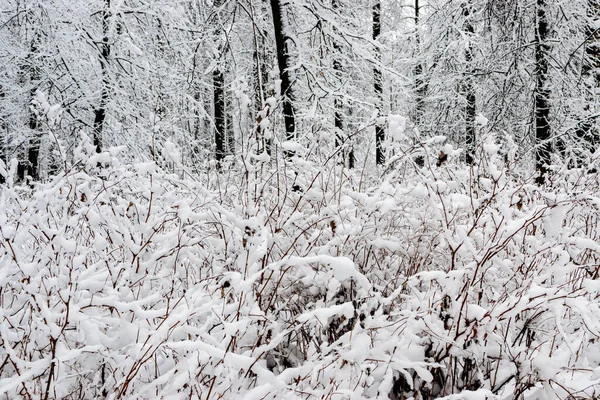Black White Winter Landscape Snow Covered Winter Trees Scene Snowy — Stock Photo, Image