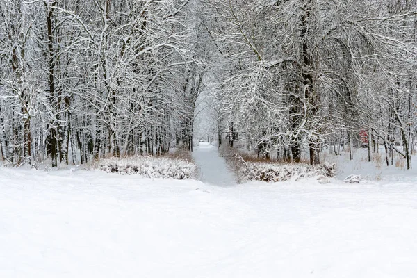 Siyah ve beyaz kış manzarası, karla kaplı kış ağaçları. Karlı bir kış günü manzarası. Tek renkli kış arkaplanı,