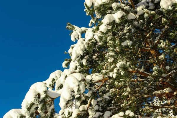 Inverno Natale Pino Paesaggio Idilliaco Alberi Verdi Una Foresta Coperta — Foto Stock