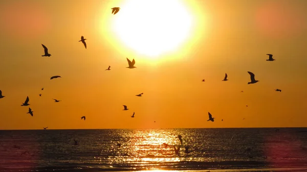 Sunset Silhouette of A Seabird sunset. The silhouette of a bird flying over a photo of the sea. Birds on the background of the sun and the sea.