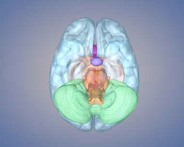 beyin alttan görünüm