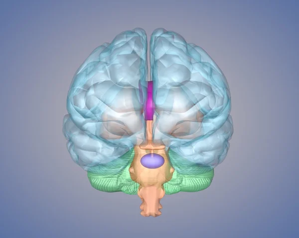 Vista frontal del cerebro — Foto de Stock