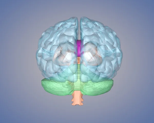 Vista trasera del cerebro — Foto de Stock