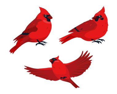 Cardinals Logo Free Vector Eps Cdr Ai Svg Vector Illustration Graphic Art