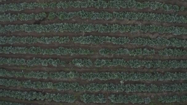 Cabbage Farm Aerial Video Maputo Mozambique — Stock Video