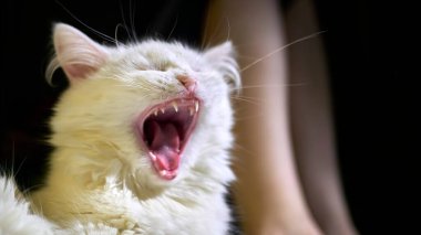 Kızın ince bacaklarının arka planında esneyen beyaz bir kedinin portresi. loş ışık