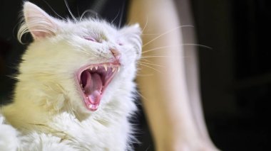 Kızın ince bacaklarının arka planında esneyen beyaz bir kedinin portresi. loş ışık