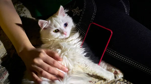 Cat Graag Buurt Van Dit Meisje Weinig Licht — Stockfoto