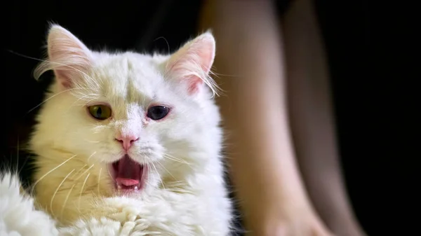 Retrato Gato Branco Bocejo Contra Fundo Das Pernas Delgadas Menina — Fotografia de Stock