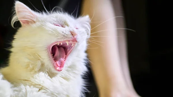 Портрет Позіхаючої Білої Кішки Тлі Струнких Ніг Дівчини Низьке Світло — стокове фото