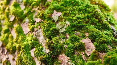 Bir ağacın gövdesinde yeşil yosun