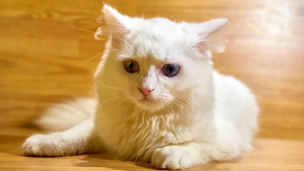 Gato Blanco Encuentra Sobre Fondo Tablas Madera —  Fotos de Stock