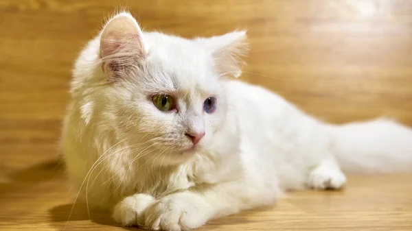 Білий Кіт Лежить Тлі Дерев Яних Дощок — стокове фото