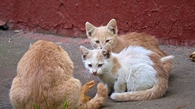 Sokakta yemek yiyen bir grup sokak kedisi anne ve kedi yavrusu. Hayvan koruma kavramı