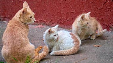 Sokakta yemek yiyen bir grup sokak kedisi anne ve kedi yavrusu. Hayvan koruma kavramı