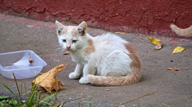 Sokakta yemek yiyen bir grup sokak kedisi anne ve kedi yavrusu. Hayvan koruma kavramı