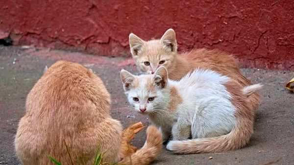 Sokakta yemek yiyen bir grup sokak kedisi anne ve kedi yavrusu. Hayvan koruma kavramı