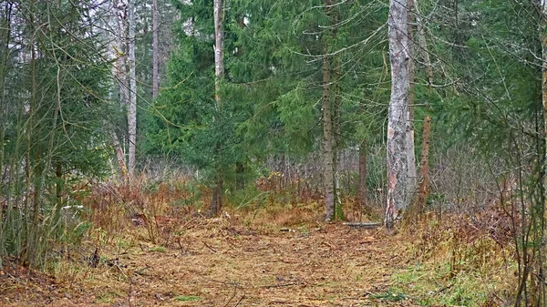 Schöne Straße Die Den Wilden Wald Führt — Stockfoto