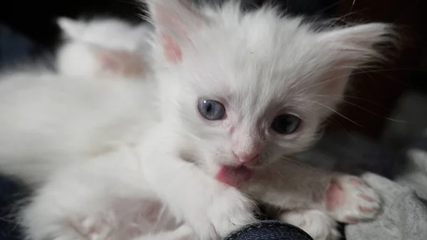 Gato Branco Com Olhos Diferentes Gatinho Olhos Estranhos Gato Com — Fotografia de Stock