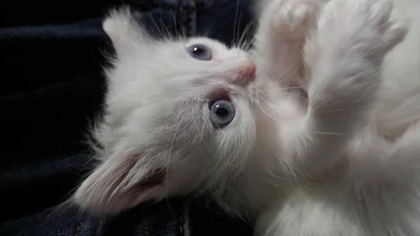 Farklı Gözleri Olan Beyaz Bir Kedi Tuhaf Gözlü Kedicik Farklı — Stok fotoğraf