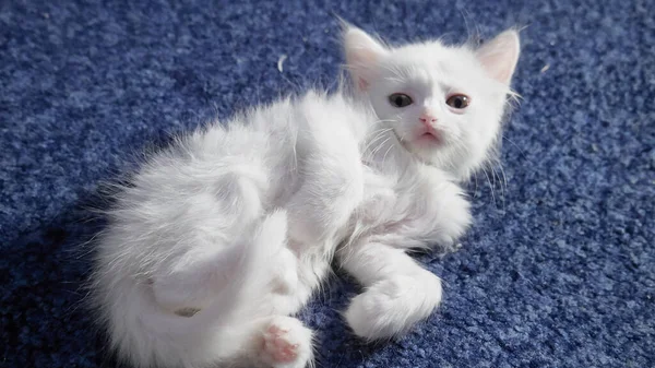 带有磨爪子的灰色斑点的白色小猫 图库照片 C Darzyhanna