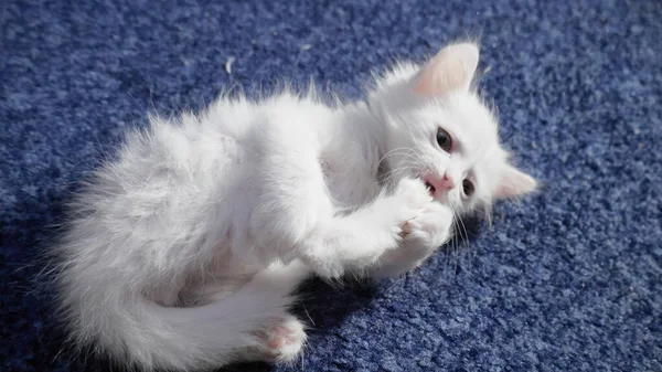 Белая Кошка Другими Глазами Странноглазая Кошечка Кот Двумя Разноцветными Глазами — стоковое фото