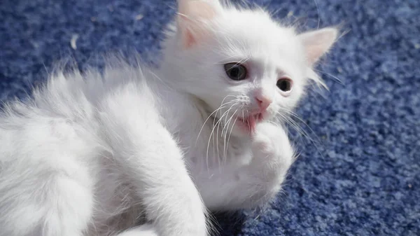 有不同眼睛的白猫 奇怪的眼睛猫 猫有两只不同颜色的眼睛 异色的眼睛土耳其安哥拉 它是一只有异色症的猫 猫笔直地看着灰色的背景 — 图库照片