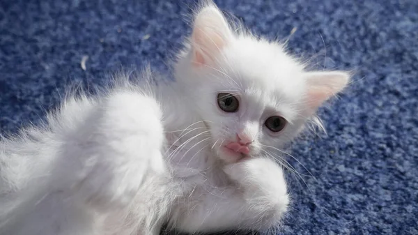 White Cat Different Eyes Odd Eyed Kitten Cat Different Colored — Stock Photo, Image