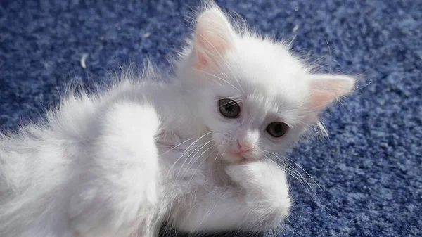 Gato Blanco Con Ojos Diferentes Gatito Ojos Raros Gato Con — Foto de Stock