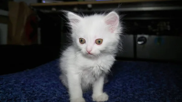 Белая Кошка Другими Глазами Странноглазая Кошечка Кот Двумя Разноцветными Глазами — стоковое фото